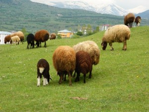 otlayan koyunlart